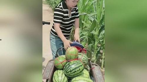女生在景区吃瓜,女生悠闲吃瓜，共享夏日清凉时光