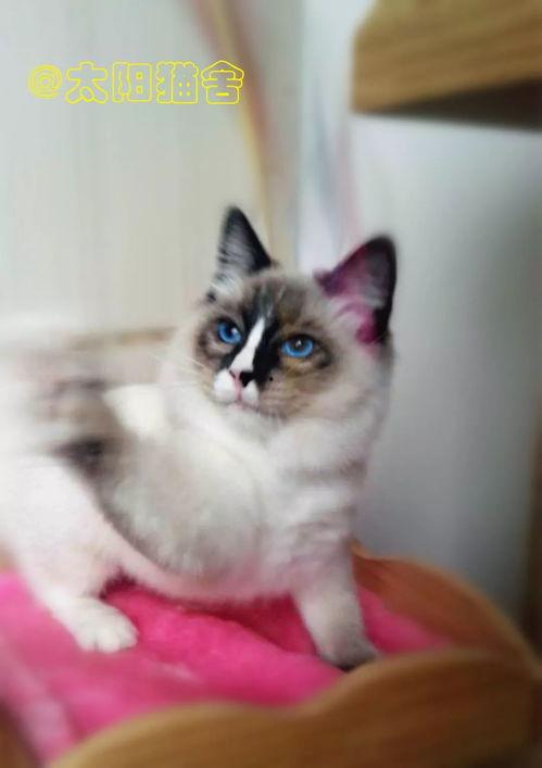 猫舍吃瓜群,揭秘猫咪世界的趣味日常