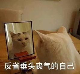 吃瓜姐妹专用的,揭秘娱乐圈背后的那些事儿