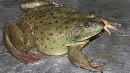 类似于吃瓜蛙,吃瓜蛙的崛起之路