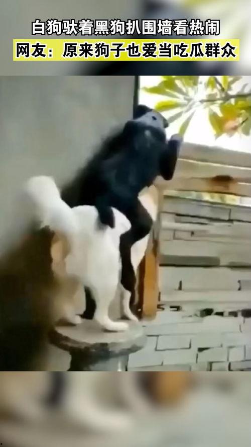 狗狗吃瓜群众图片大全,萌宠趣味瞬间大盘点