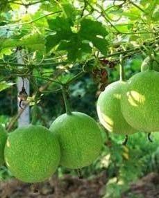 瓜萎子怎样吃,健康养生新选择